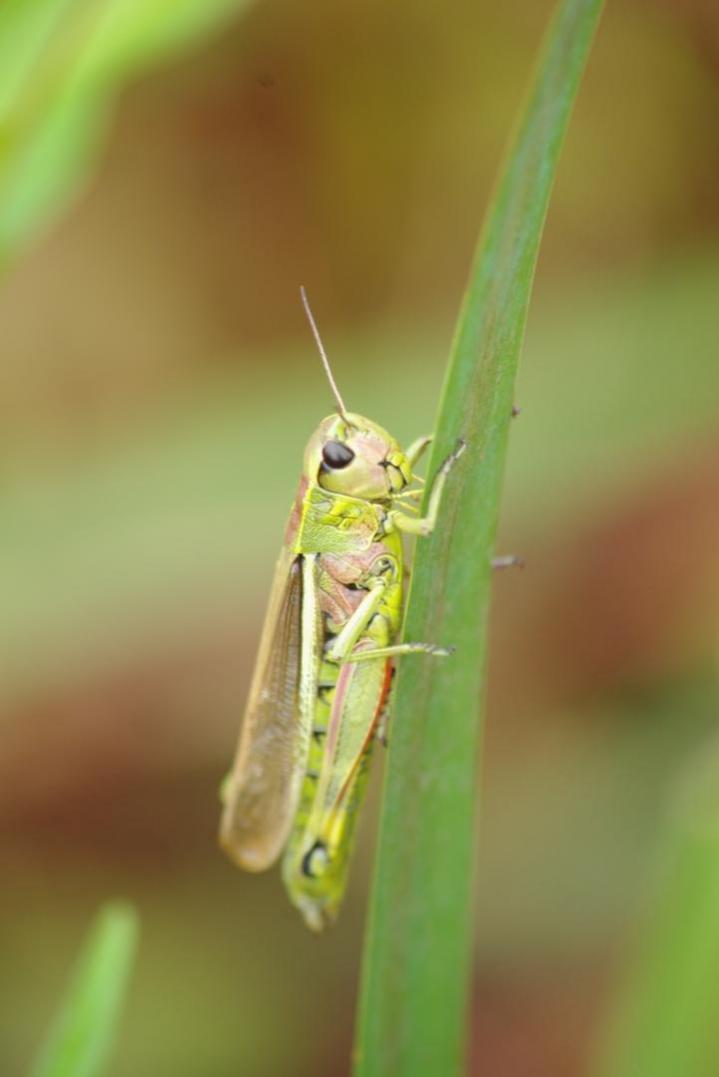 Études environnementales Venansault