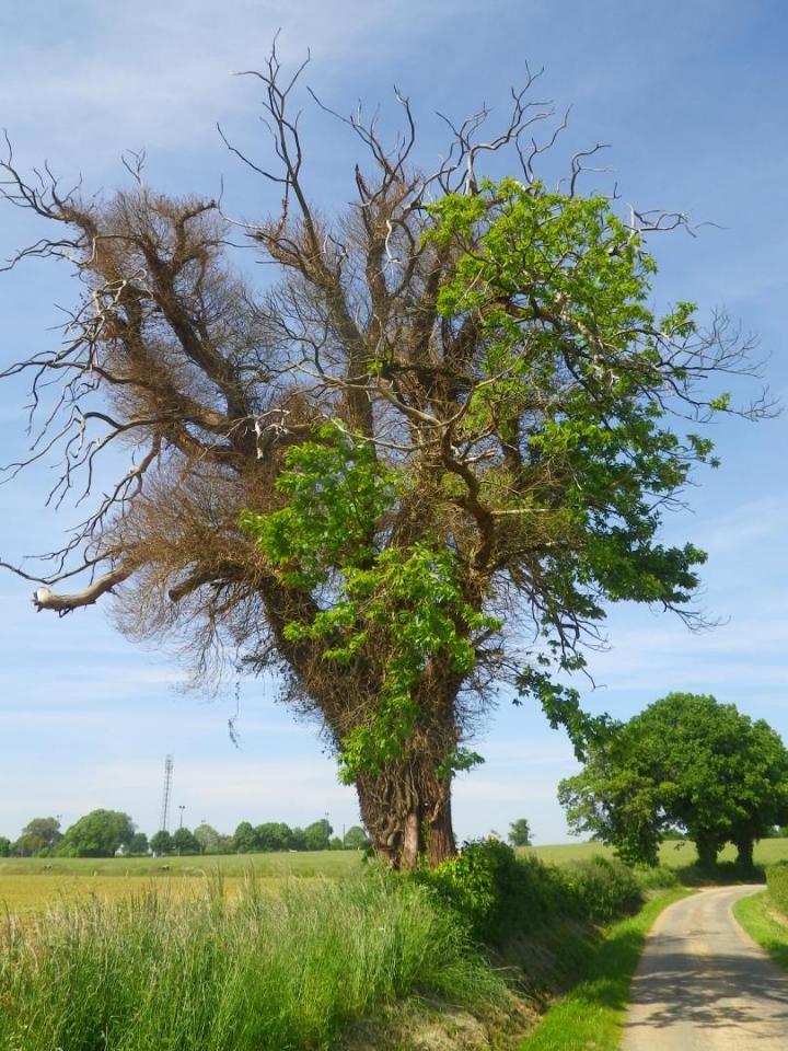 Spécialistes des études environnementales Venansault