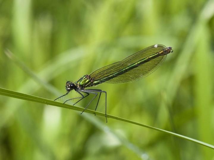 spécialistes des études environnementales Venansault