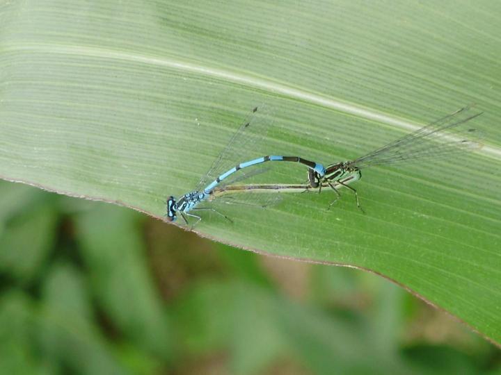 Études environnementales Venansault
