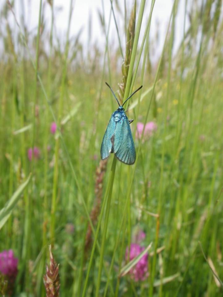 Études environnementales Venansault